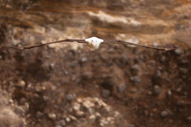 Southern Royal Albatross, Diomedea epomophora clipart