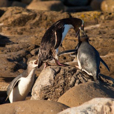 NZ Yellow-eyed Penguins or Hoiho feeding the young clipart