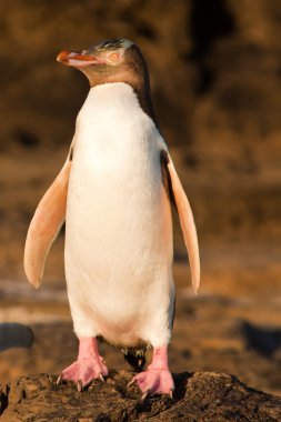 adultos nz pingüino de ojos amarillos o hoiho en la costa