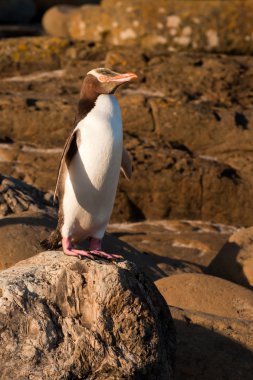 adultos nz pingüino de ojos amarillos o hoiho en la costa