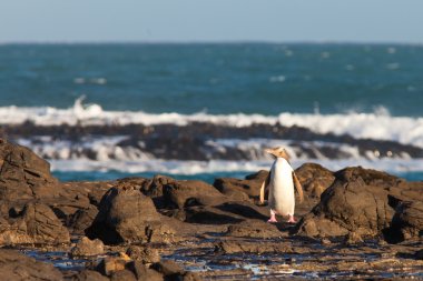 adultos nz pingüino de ojos amarillos o hoiho en la costa