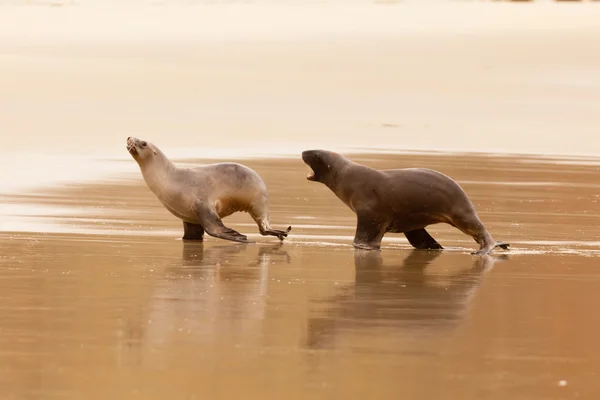 Male Hookers sealion chasing female in courtship — Stock Photo, Image