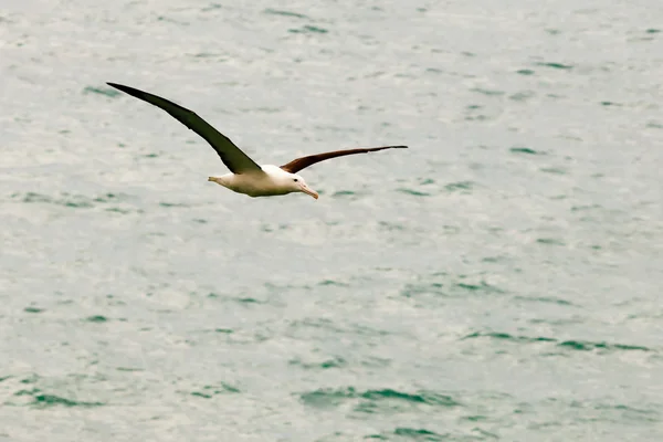 Albatros Reales del Sur, Diomedea epomophora — Foto de Stock