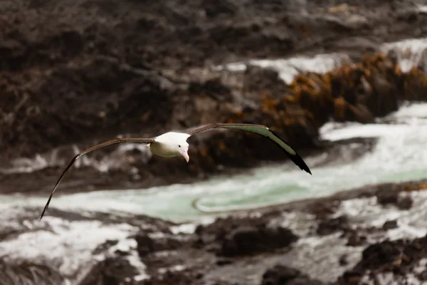 Zuidelijke royal albatross, diomedea epomophora — Stockfoto