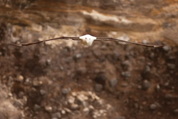 Southern Royal Albatross, Diomedea epomophora — Stock Photo, Image