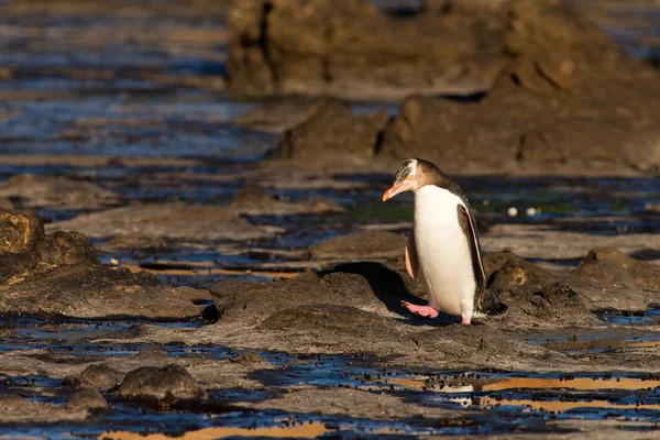Tučňák žlutooký dospělých nz nebo druh na břehu — Stock fotografie