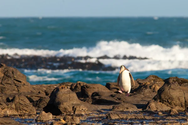 Adult NZ Yellow-eyed Penguin or Hoiho on shore — Stock Photo, Image