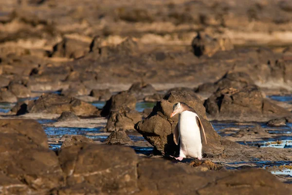 Pingüino adulto de ojos amarillos de Nueva Zelanda o Hoiho en la orilla —  Fotos de Stock
