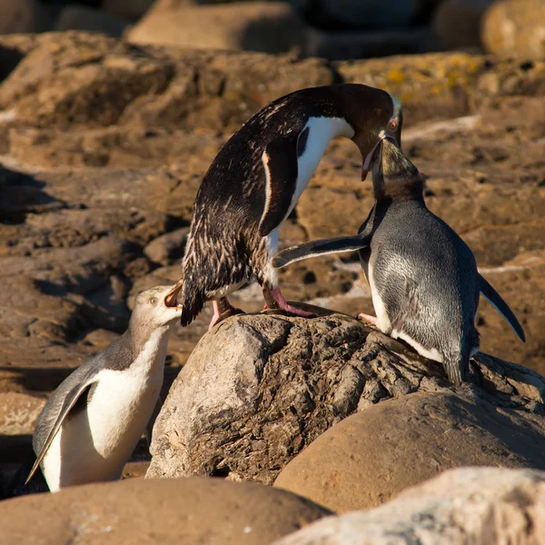 NZ Pinguini dagli occhi gialli o Hoiho nutrire i giovani — Foto Stock