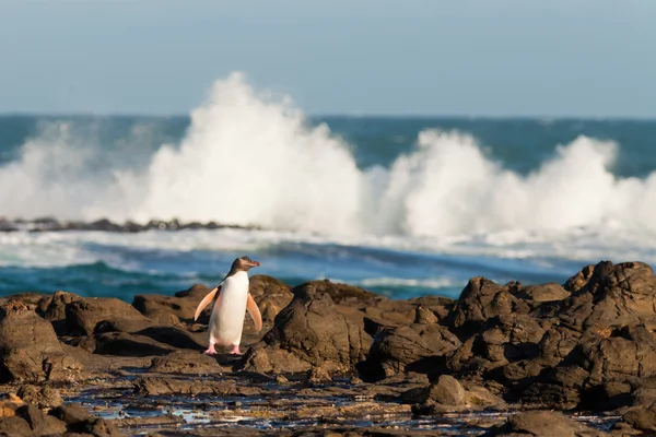 Adulto NZ Pinguim de olhos amarelos ou Hoiho na costa — Fotografia de Stock