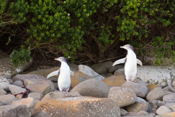 Jonge nz geel-eyed pinguïns of middelgrote op oever — Stockfoto