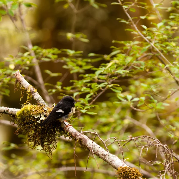 Endemic NZ bird Tomtit, Petroica macrocephala — Stock Photo, Image