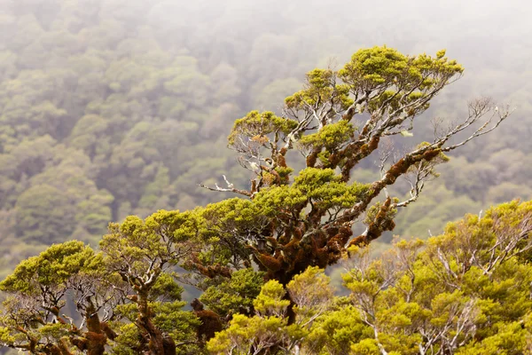 Bosque lluvioso de haya de montaña en Fjordland NP, NZ — Foto de Stock