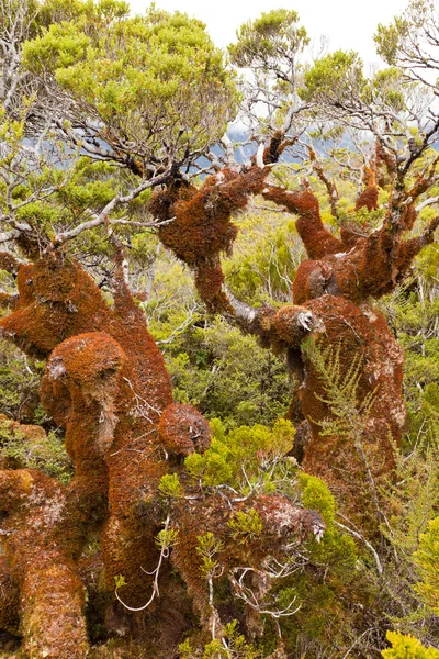 Stock image Mountain beech rain forest in Fjordland NP, NZ