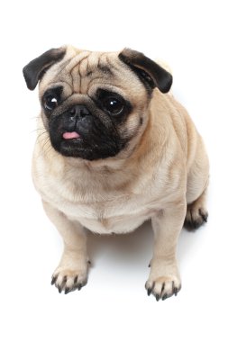 oturma pug