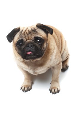oturma pug