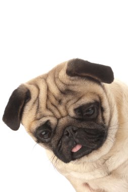 Pug portrait clipart