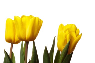 Yellow tulips clipart