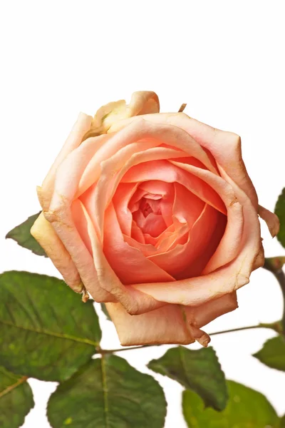 One pink rose — Stock Photo, Image