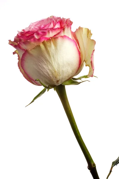 One beautifull rose — Stock Photo, Image