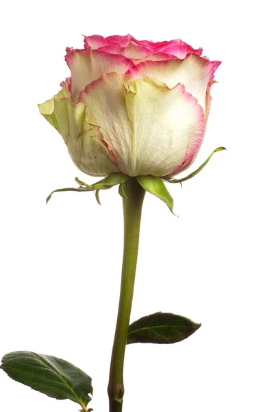 One beautifull rose — Stock Photo, Image