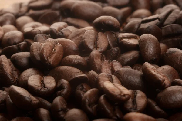 Coffee crops — Stock Photo, Image