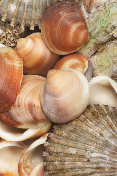 Sea shells background — Stock Photo, Image