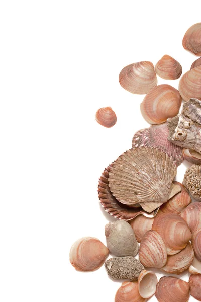 海の貝および vhite で分離されたスポンジにトップ ビュー — ストック写真