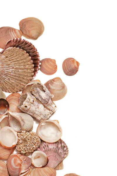 Top view on sea shells and sponges isolated over vhite — Stock Photo, Image