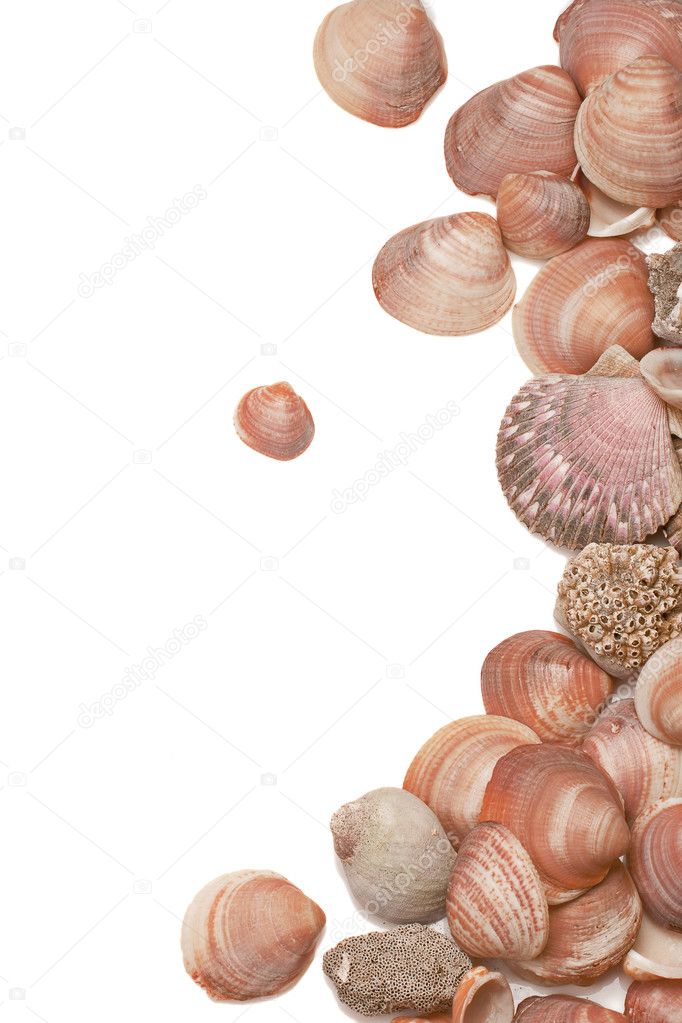 Top view on sea shells and sponges isolated over vhite