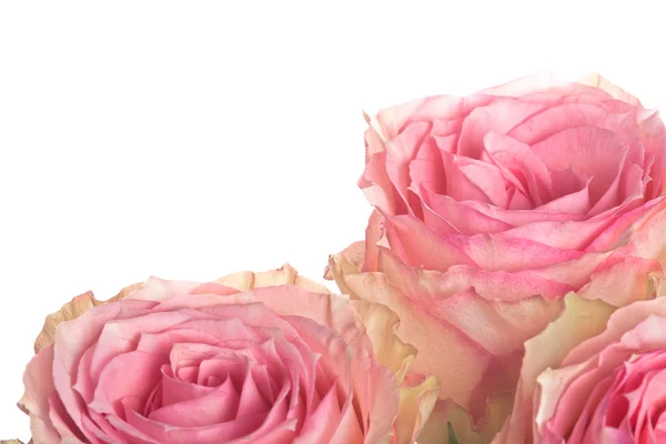 Rosas lindas — Fotografia de Stock