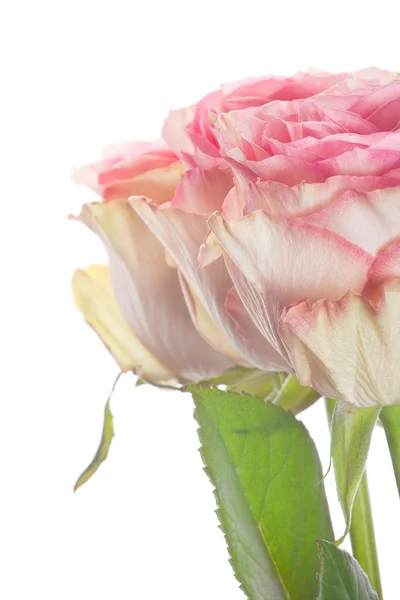 Beautifull roses — Stock Photo, Image