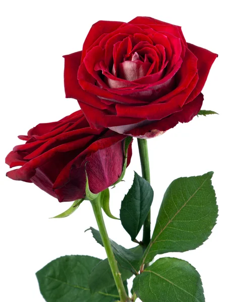 Rose und Romantik — Stockfoto