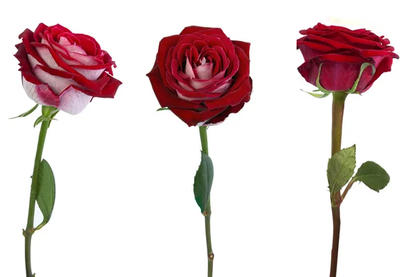 Três rosas isoladas — Fotografia de Stock