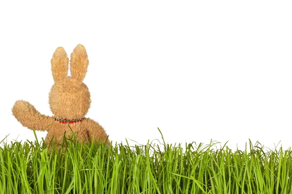 Groen gras en bunny — Stockfoto