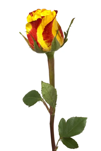 One Rose — Stock Photo, Image