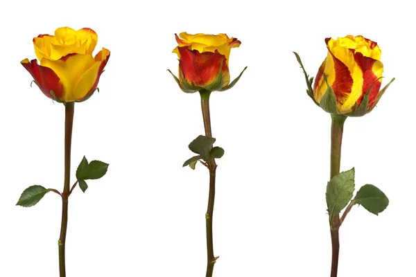Drei Rosen isoliert — Stockfoto