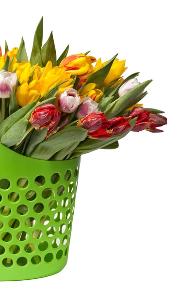 Tulips Bouquet isolated on white — Stock Photo, Image