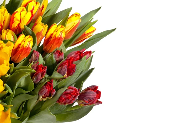 Ramo de tulipanes aislado en blanco — Foto de Stock