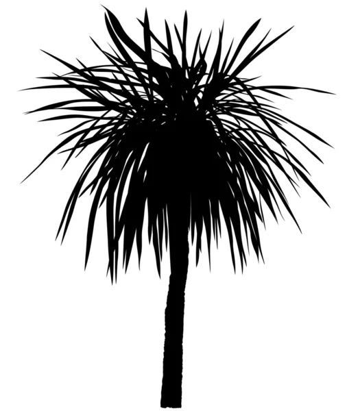 Palmiye ağacı silueti — Stok fotoğraf
