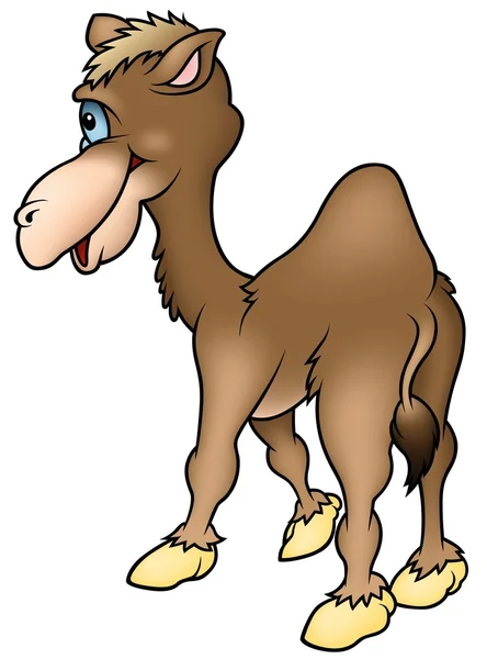 Bruin kameel — Stockfoto