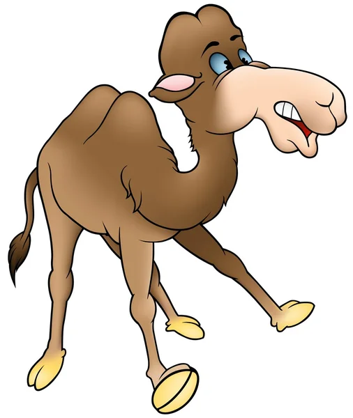 Twee-humped kameel — Stockfoto