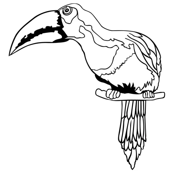 大嘴鸟 — 图库照片
