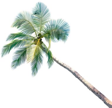 Palm Tree clipart