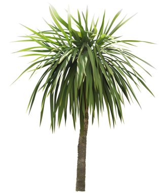 Palm Tree clipart