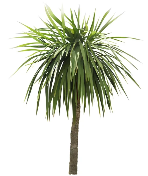 Palme — Stockfoto