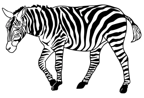 Staande zebra — Stockfoto
