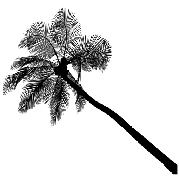 Σιλουέτα φοινικόδεντρου — Φωτογραφία Αρχείου