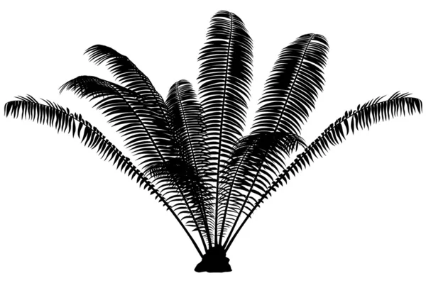 Palm силует — стокове фото