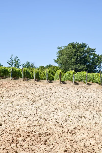 Olaszország - piedmont régió. Barbera vineyard — Stock Fotó